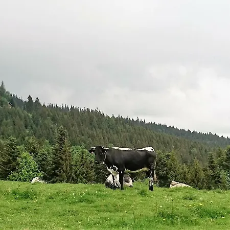 Les Hauts Du Gaschney * Мюльбах-сюр-Мюнстер